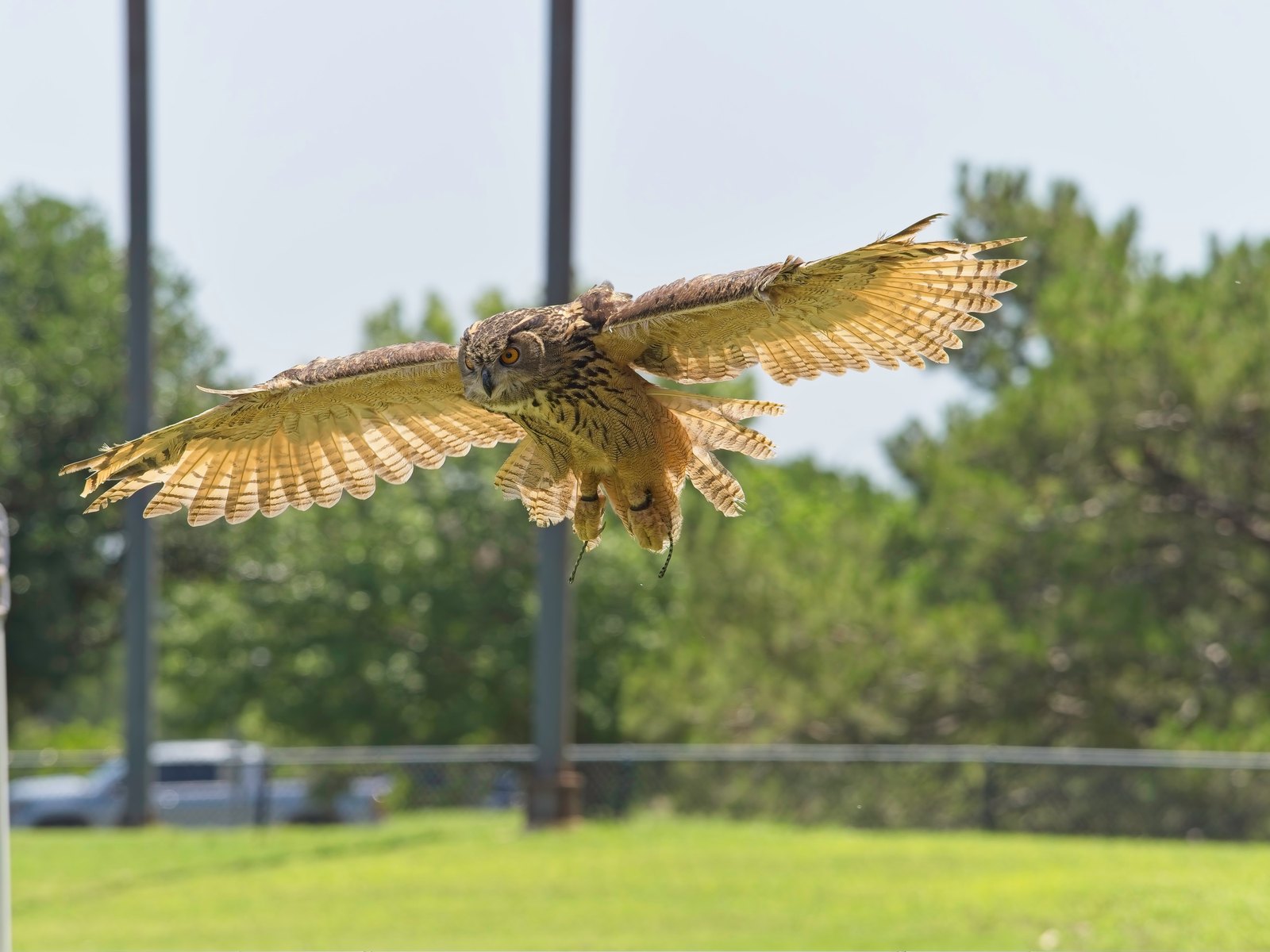 An eagle-owl mid-flight with wings spread wide at the CALF Birds of Prey event